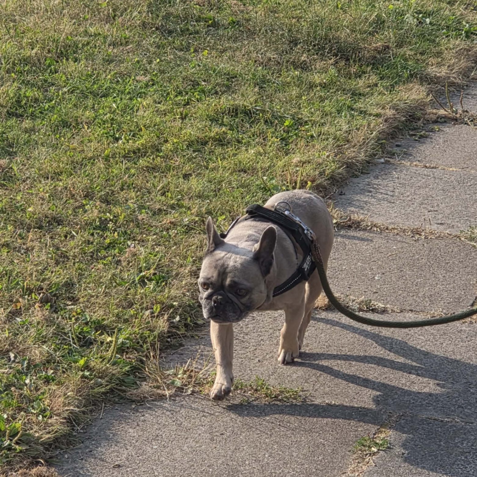 Milo, a French Bulldog available for rehoming