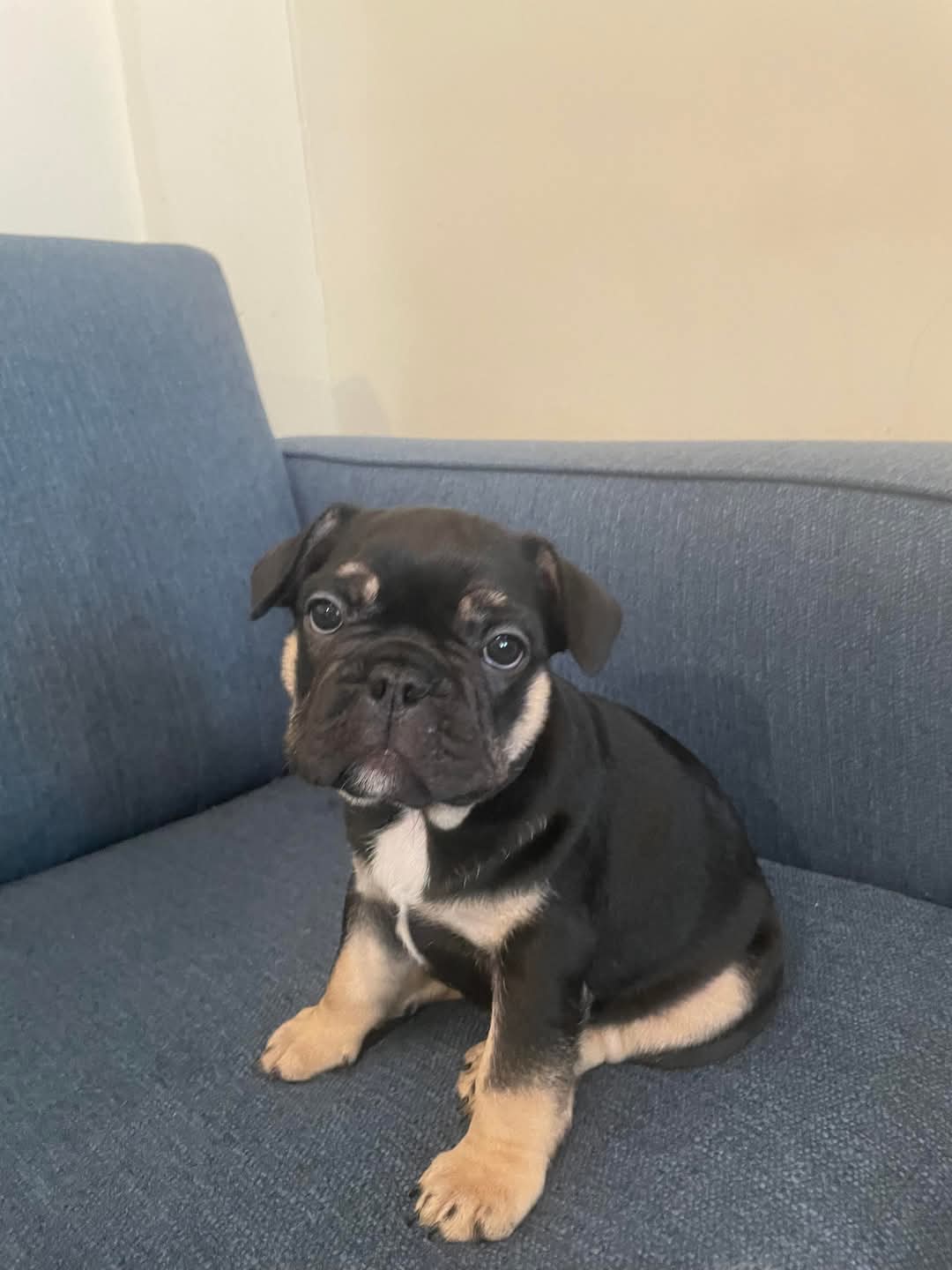 A black and tan Frenchie puppy