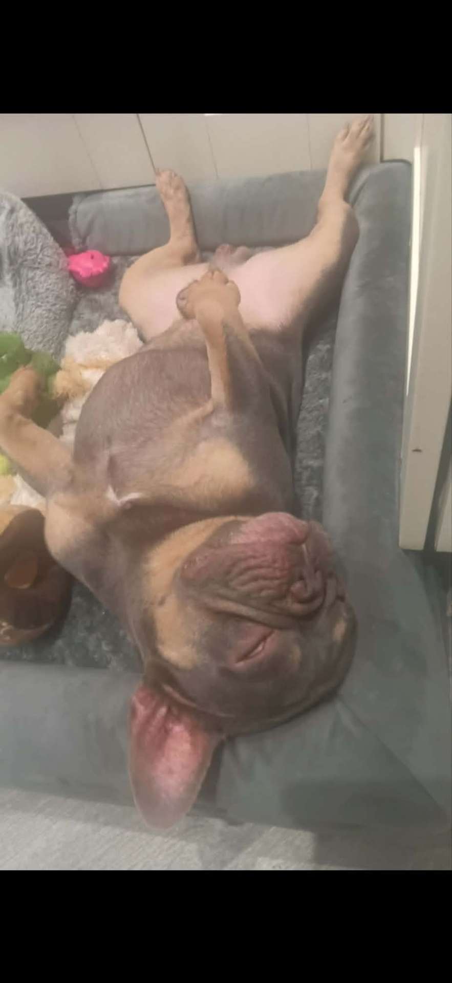 Prince & Coco, a French Bulldog available for rehoming
