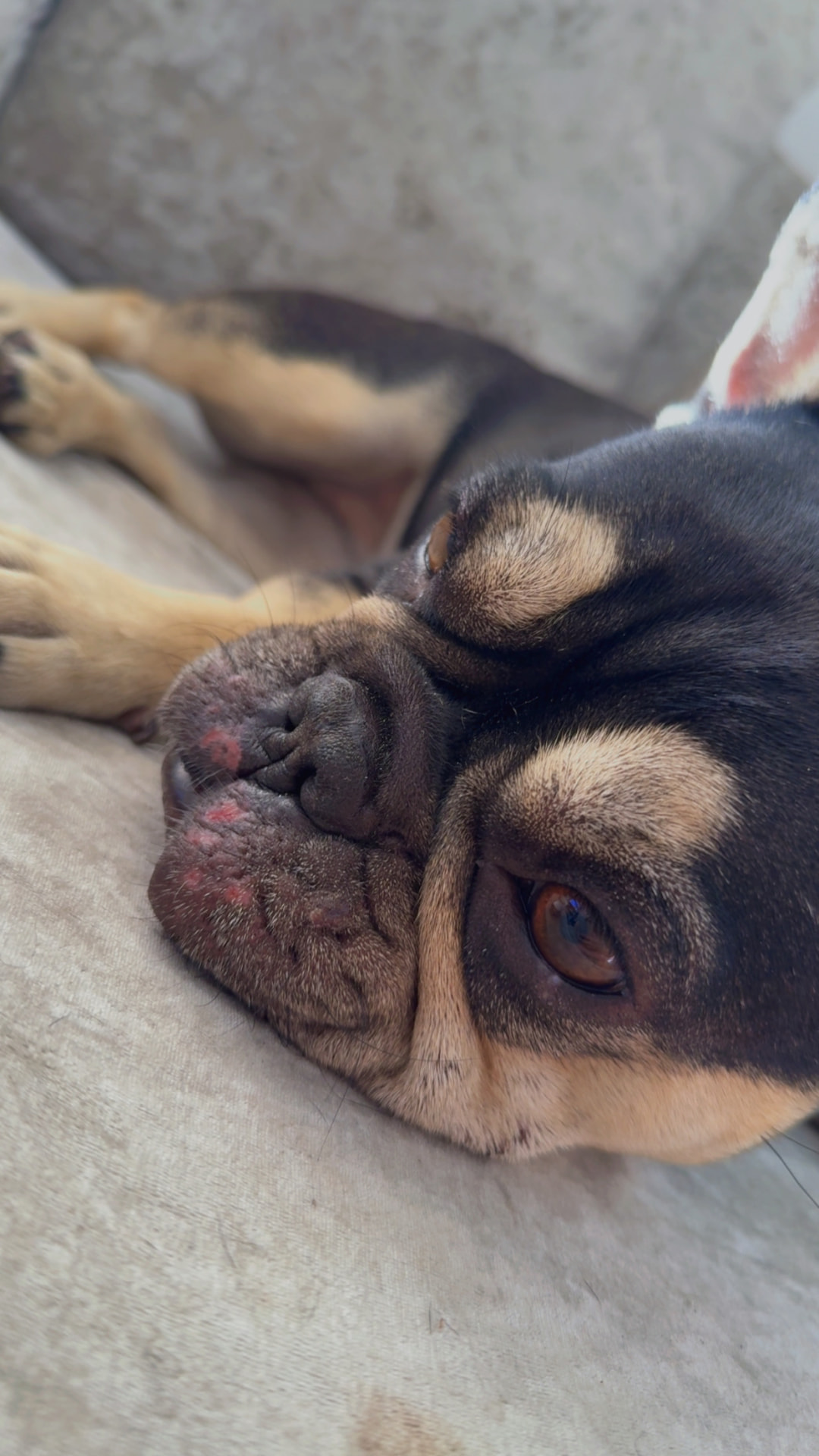 Tivy, a French Bulldog available for rehoming