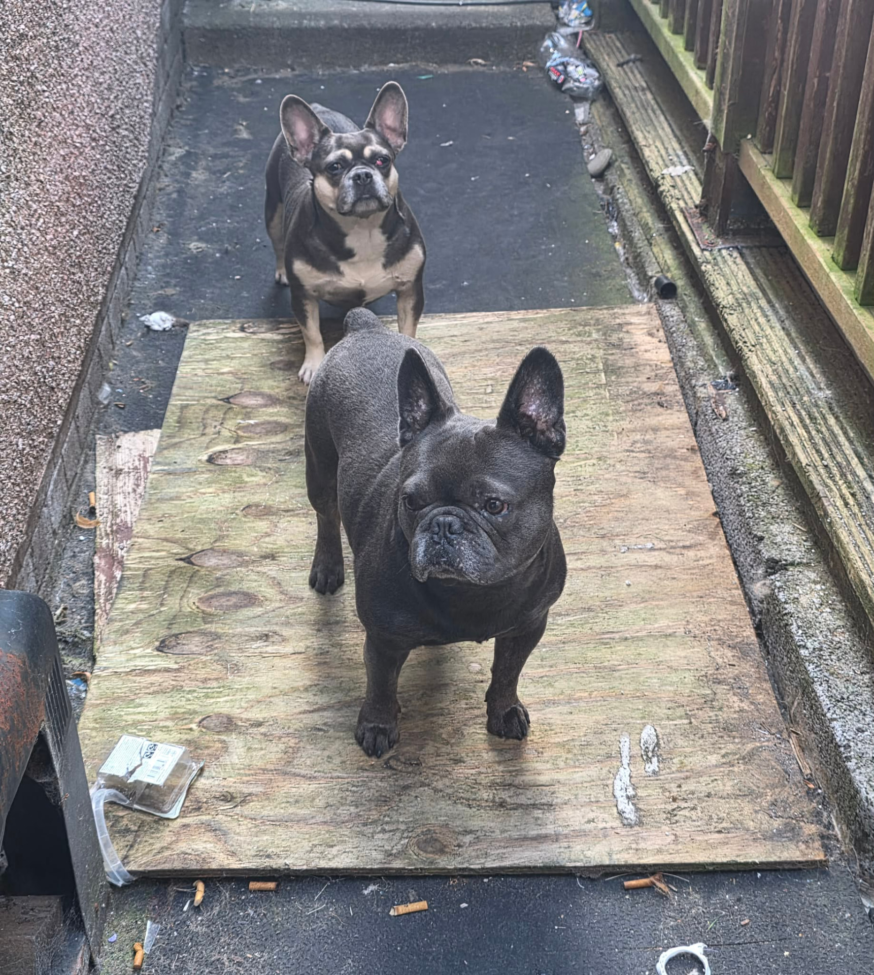 Raven & Ruby, a French Bulldog available for rehoming
