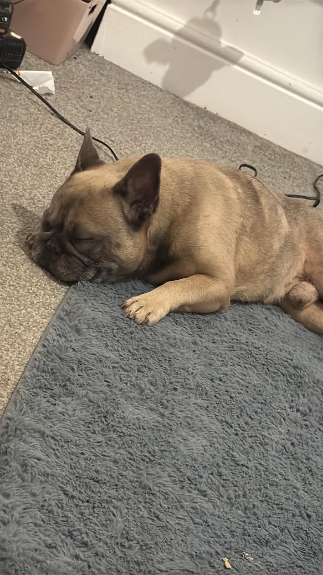 Milo, a French Bulldog available for rehoming