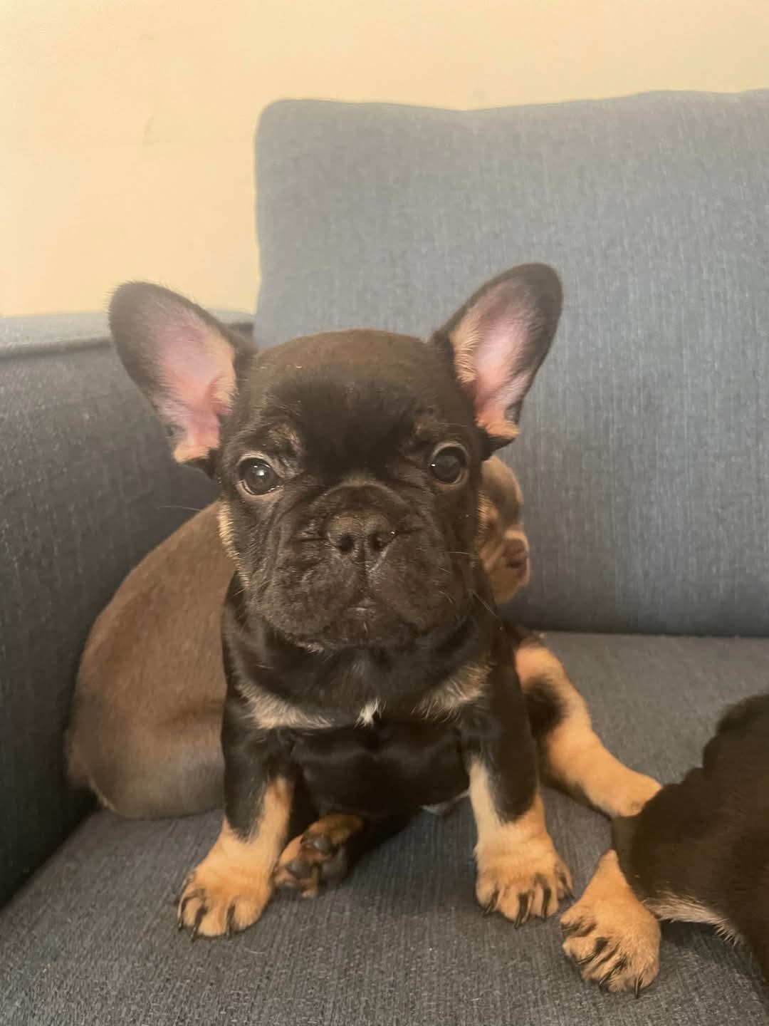 A black and tan Frenchie puppy on a sofa