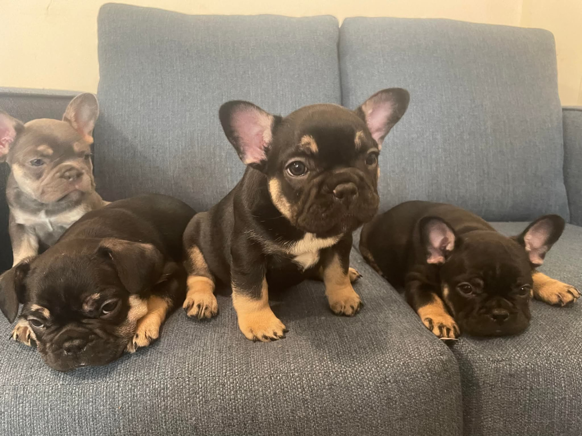 A litter of Frenchie puppies on a sofa