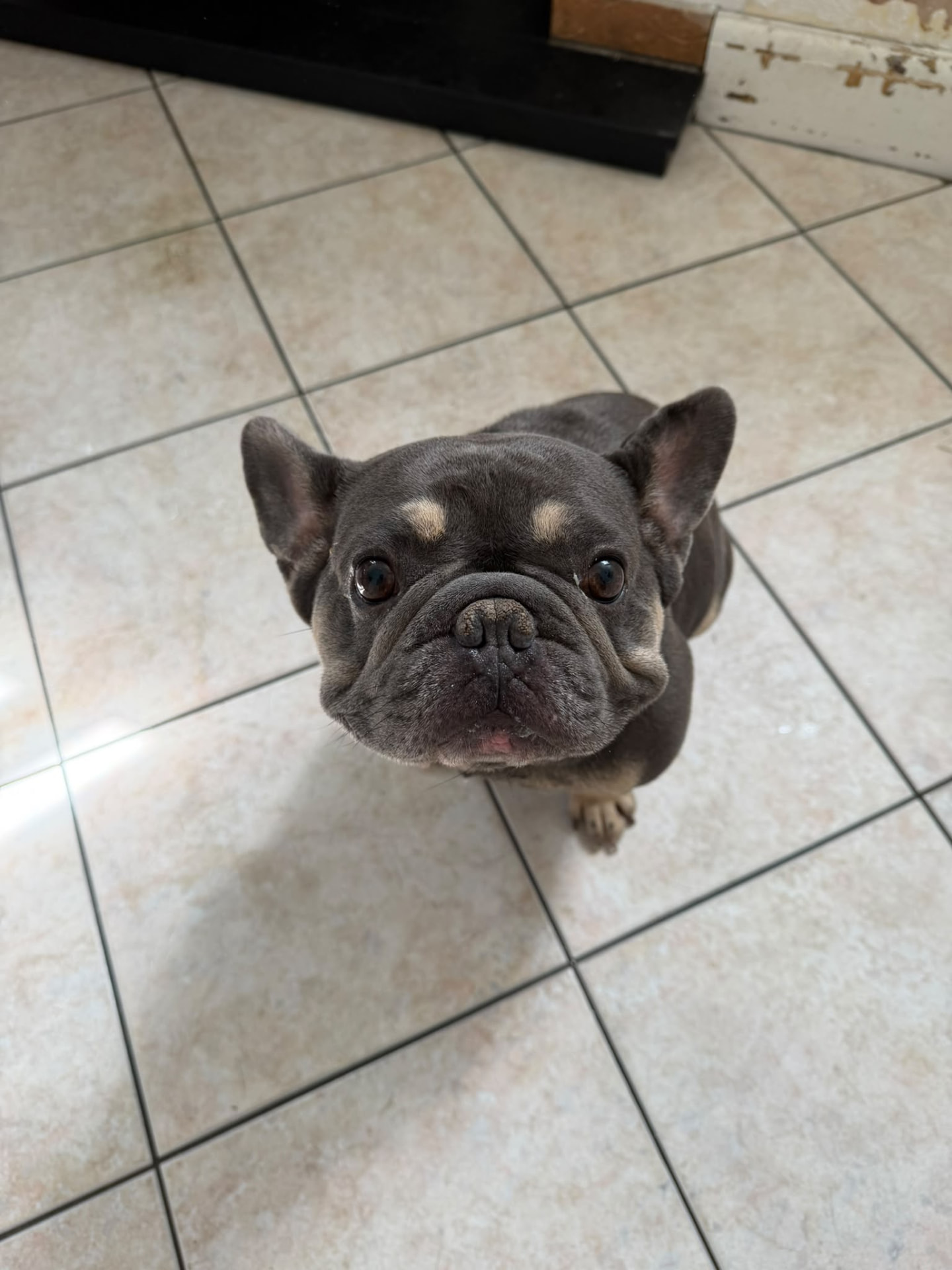 Wolf, a French Bulldog available for rehoming