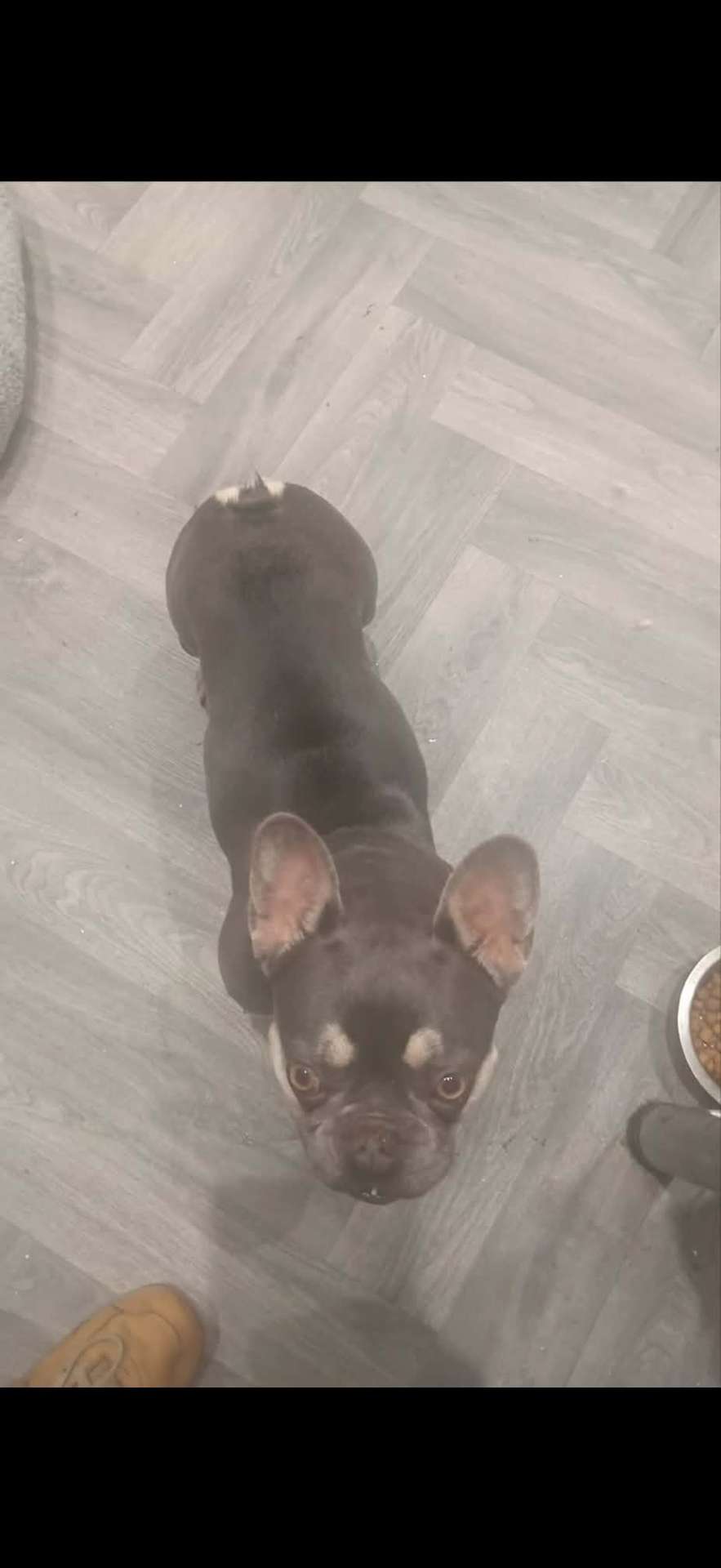 Prince & Coco, a French Bulldog available for rehoming