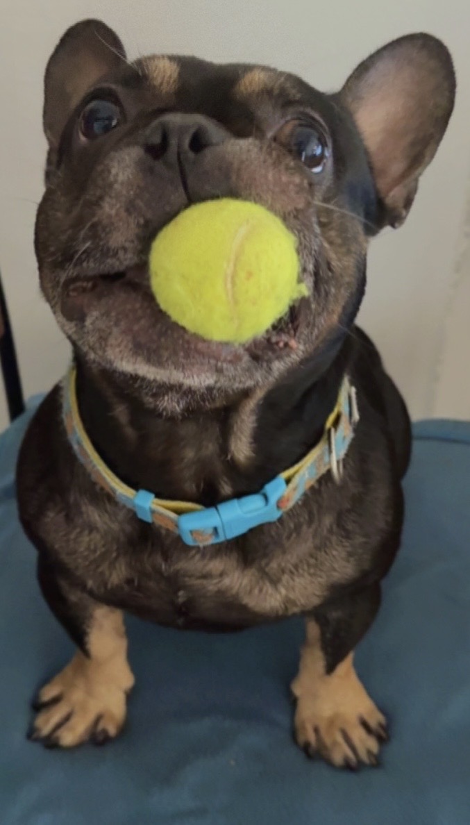 Scooby Doo, a French Bulldog available for rehoming