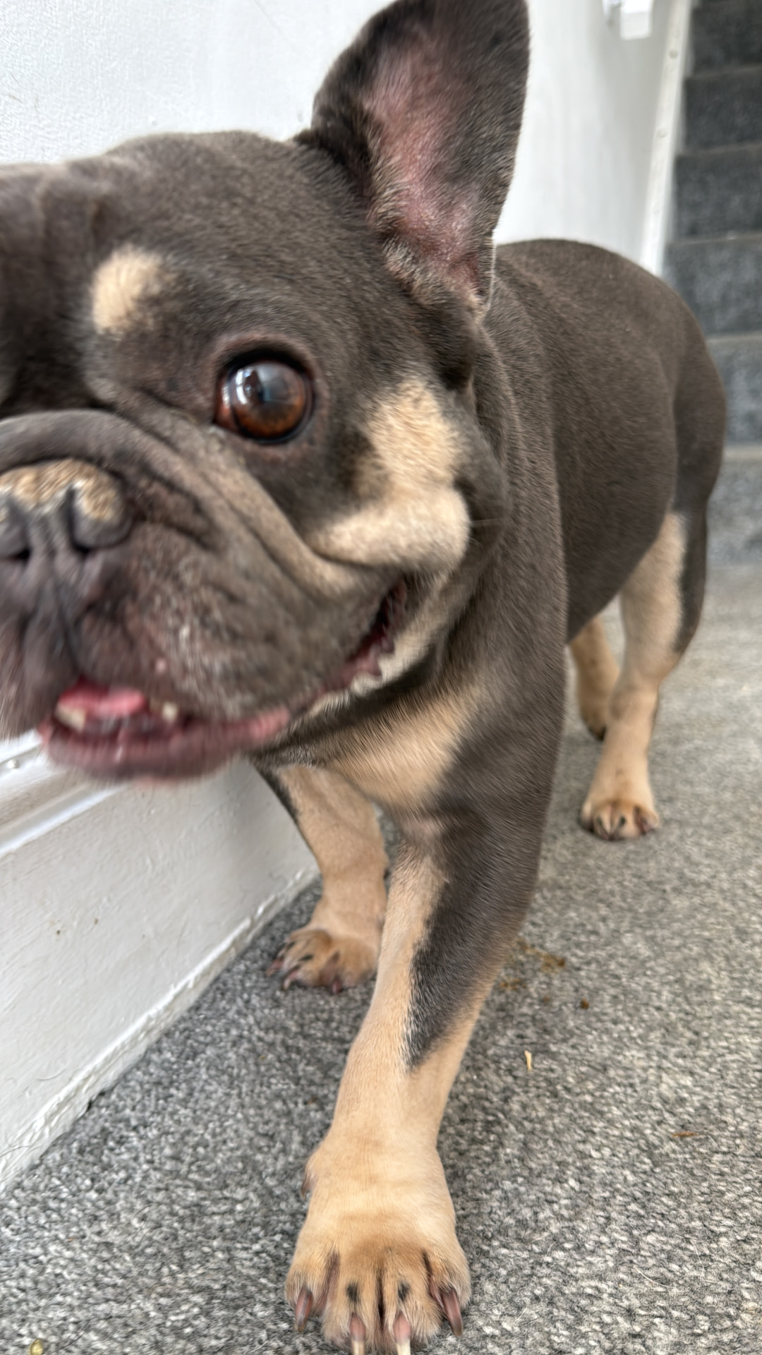 Wolf, a French Bulldog available for rehoming