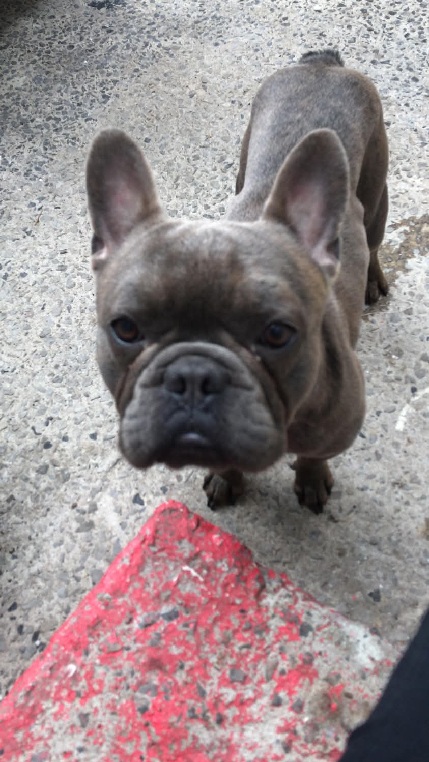 A rescued blue Frenchie on the day he arrived at Cymru Frenchie Rescue