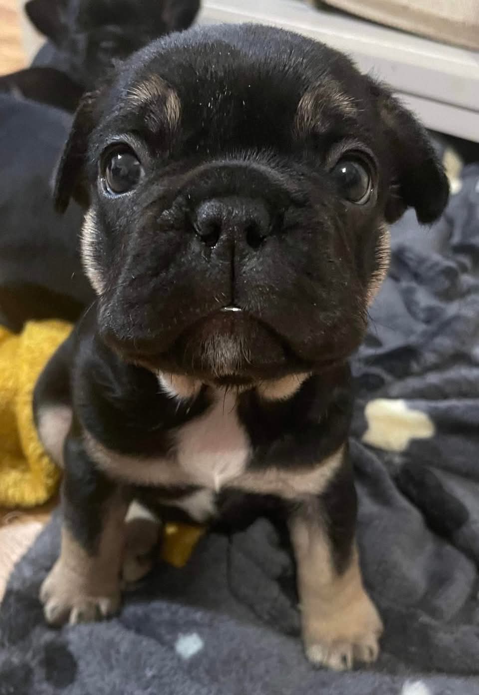 A tiny black Frenchie puppy with big eyes