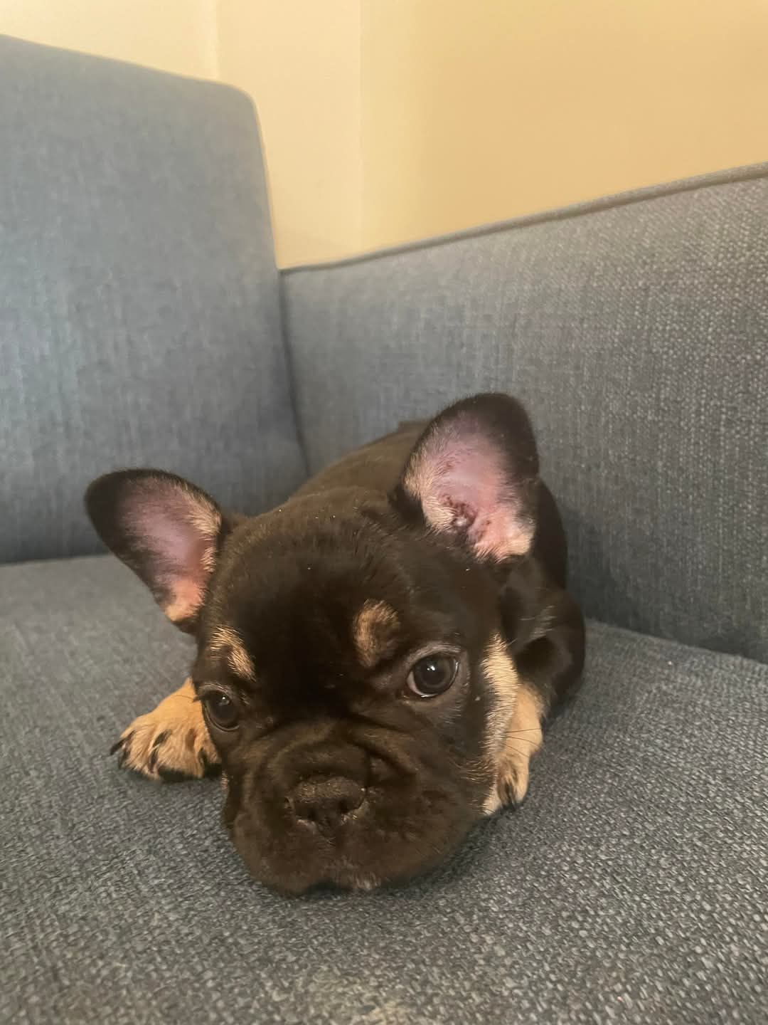 A tan-marked Frenchie puppy resting on a sofa