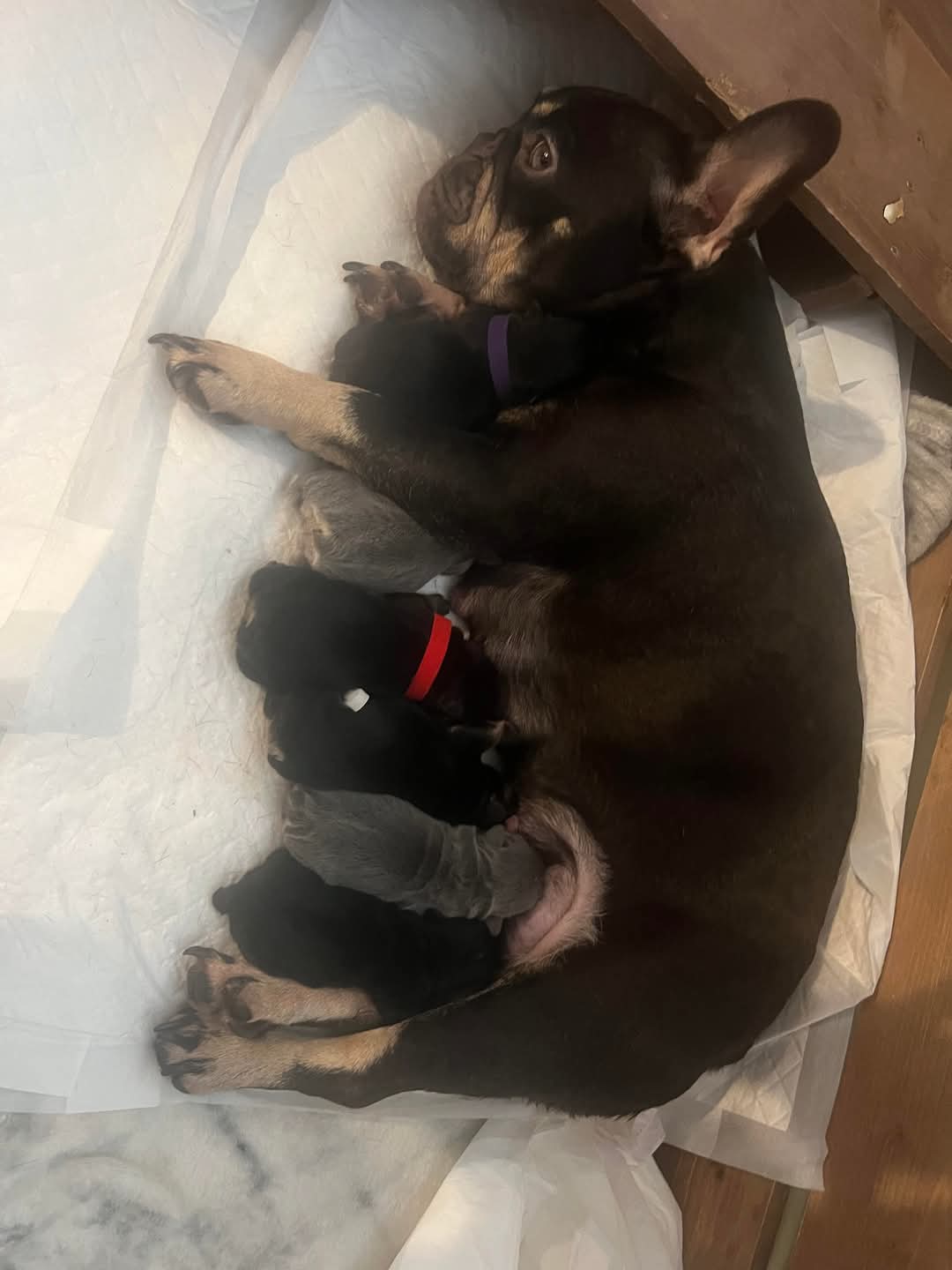 A rescued Frenchie mum with her puppies