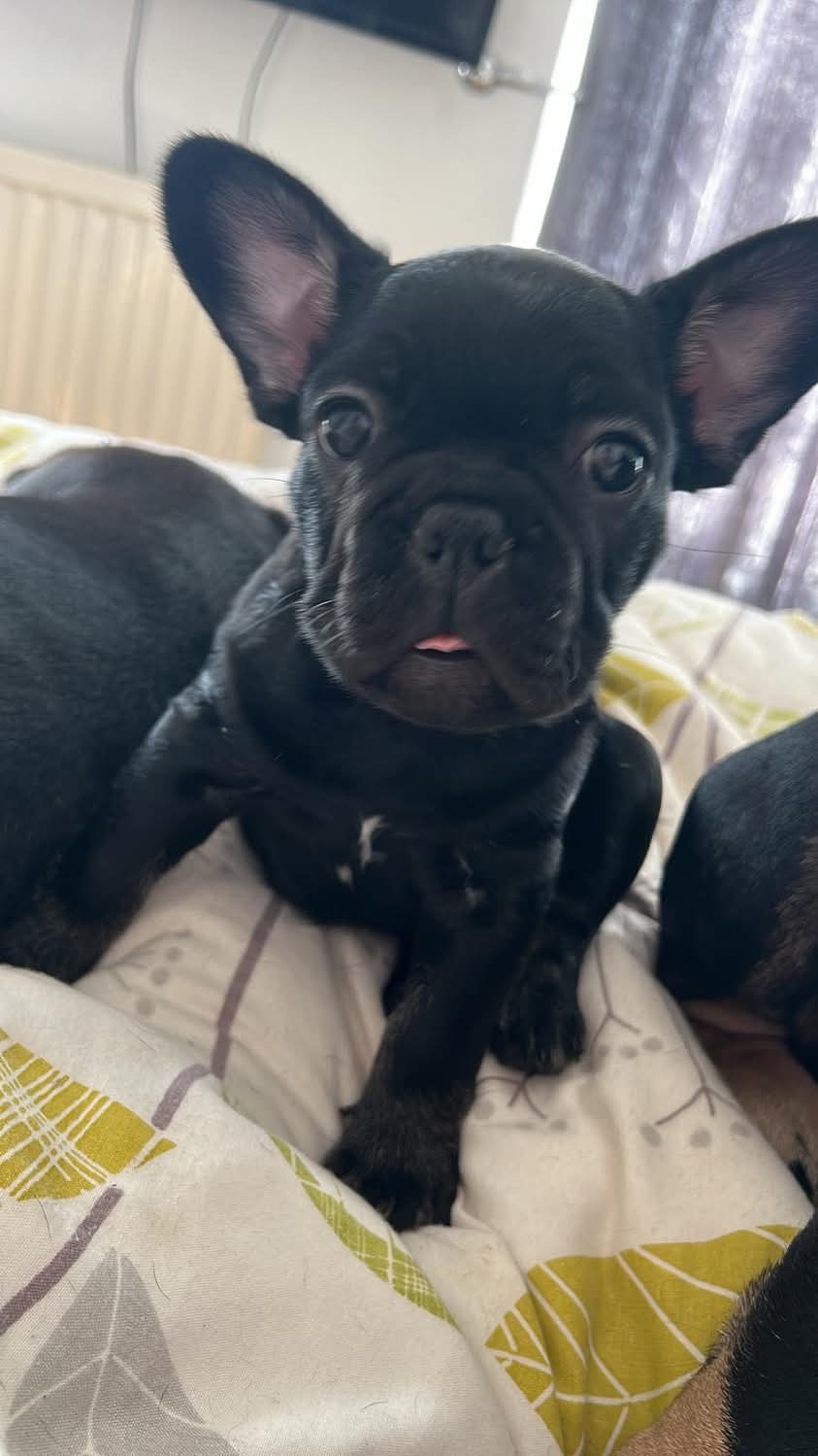 A cheeky black Frenchie puppy