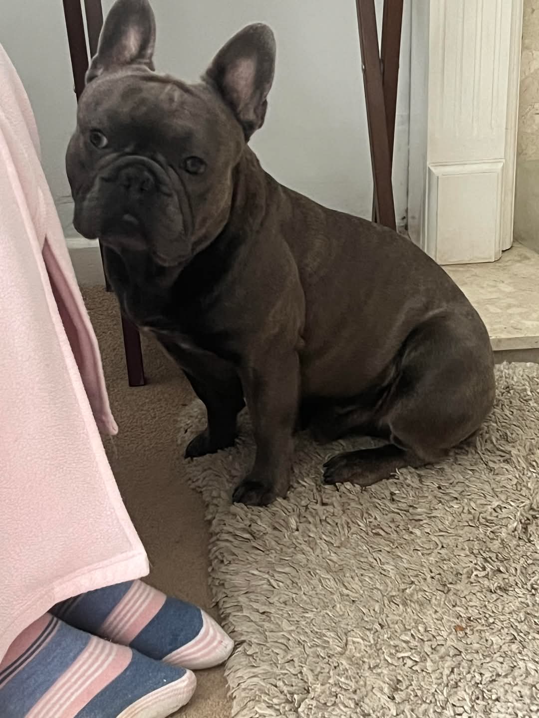 The same Frenchie, healthy and settled in his forever home